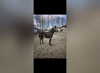 Haflinger Mix, Hengst, 1 Jahr, 145 cm, Brauner