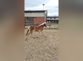 Haflinger, Hengst, 1 Jahr, 148 cm, Fuchs