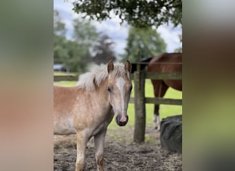 Haflinger, Hengst, 1 Jahr, 148 cm, Fuchs