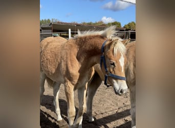 Haflinger, Hengst, 1 Jahr, 149 cm