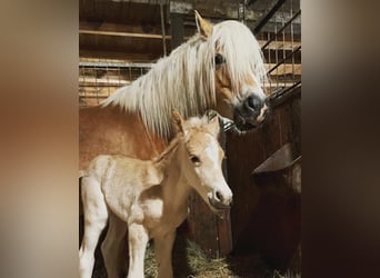 Haflinger, Hengst, 1 Jahr, 149 cm