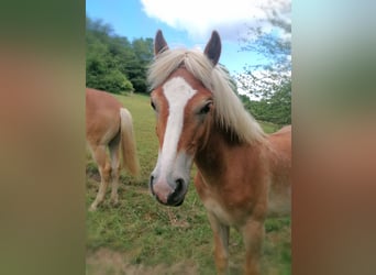 Haflinger, Hengst, 1 Jahr, 150 cm