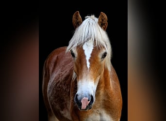 Haflinger, Hengst, 1 Jahr, 150 cm