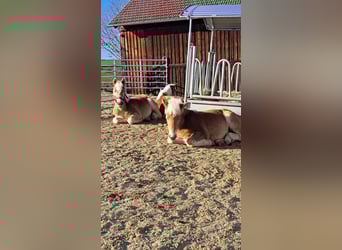 Haflinger, Hengst, 1 Jahr, 150 cm