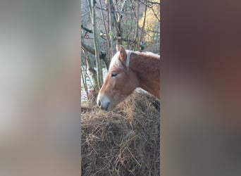 Haflinger, Hengst, 1 Jahr, 150 cm, Fuchs