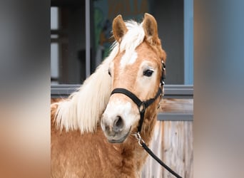 Haflinger, Hengst, 1 Jahr, 150 cm, Fuchs