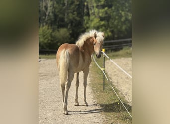 Haflinger, Hengst, 1 Jahr, 150 cm, Fuchs