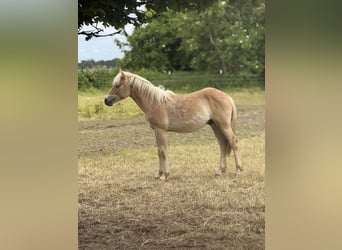 Haflinger, Hengst, 1 Jahr, 150 cm, Fuchs