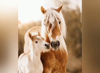 Haflinger, Hengst, 1 Jahr, 150 cm, Fuchs