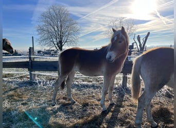 Haflinger, Hengst, 1 Jahr, 150 cm, Fuchs