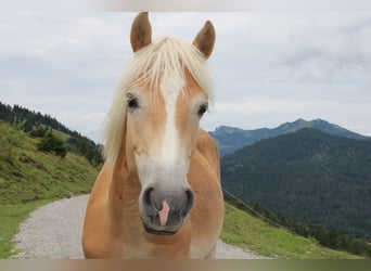 Haflinger, Hengst, 1 Jahr, 150 cm, Fuchs