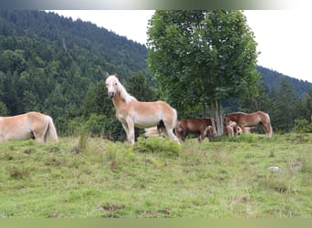 Haflinger, Hengst, 1 Jahr, 150 cm, Fuchs