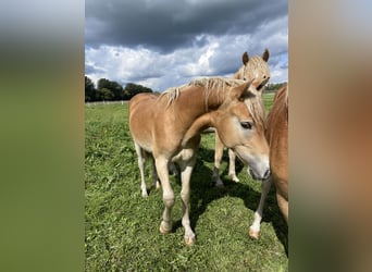 Haflinger, Hengst, 1 Jahr, 152 cm