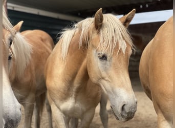 Haflinger, Hengst, 1 Jahr, 152 cm