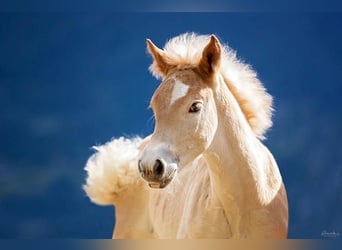 Haflinger, Hengst, 1 Jahr, 152 cm