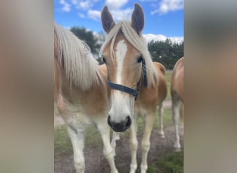 Haflinger, Hengst, 1 Jahr, 152 cm, Fuchs