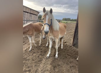 Haflinger, Hengst, 1 Jahr, 152 cm, Fuchs