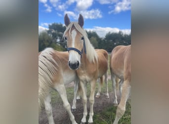 Haflinger, Hengst, 1 Jahr, 152 cm, Fuchs