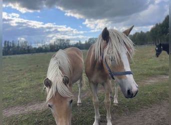 Haflinger, Hengst, 1 Jahr, 154 cm