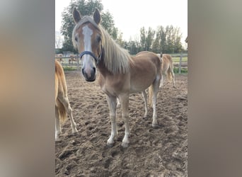 Haflinger, Hengst, 1 Jahr, 154 cm