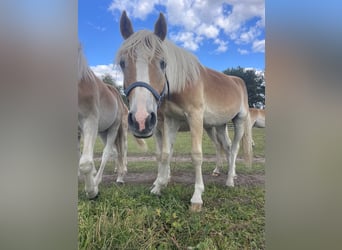 Haflinger, Hengst, 1 Jahr, 154 cm