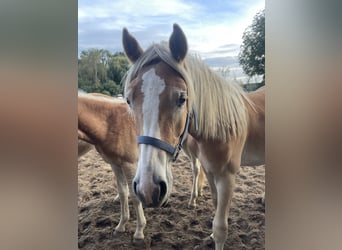 Haflinger, Hengst, 1 Jahr, 154 cm
