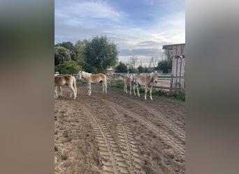Haflinger, Hengst, 1 Jahr, 154 cm