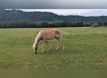 Haflinger, Hengst, 1 Jahr, 154 cm, Fuchs