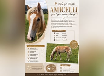 Haflinger, Hengst, 1 Jahr, 154 cm, Fuchs