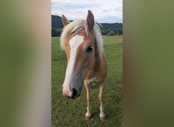 Haflinger, Hengst, 1 Jahr, 154 cm, Fuchs