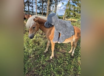 Haflinger, Hengst, 1 Jahr