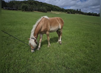Haflinger, Hengst, 1 Jahr