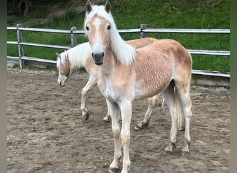 Haflinger, Hengst, 1 Jahr