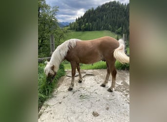 Haflinger, Hengst, 1 Jahr, Dunkelfuchs