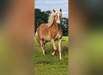 Haflinger, Hengst, 1 Jahr