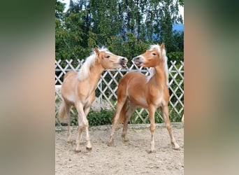 Haflinger, Hengst, 1 Jahr