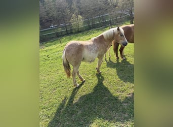 Haflinger Mix, Hengst, 1 Jahr
