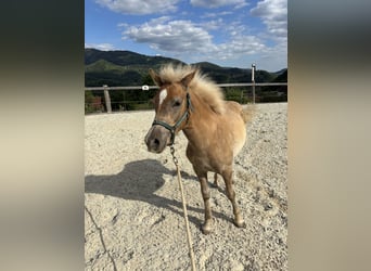 Haflinger Mix, Hengst, 1 Jahr