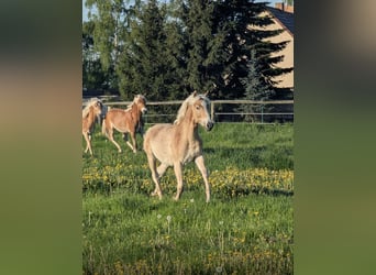 Haflinger, Hengst, 1 Jahr, Fuchs