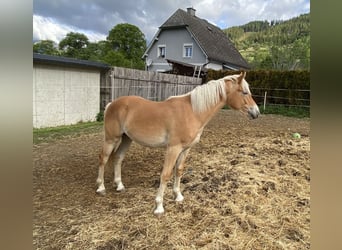 Haflinger, Hengst, 1 Jahr, Fuchs