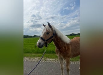 Haflinger, Hengst, 1 Jahr, Fuchs