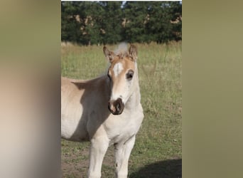 Haflinger, Hengst, 1 Jahr, Fuchs