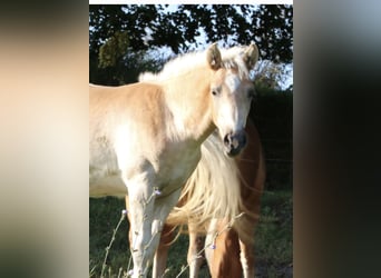Haflinger, Hengst, 1 Jahr, Fuchs