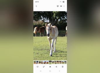 Haflinger, Hengst, 1 Jahr, Fuchs