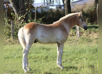 Haflinger, Hengst, 1 Jahr, Fuchs