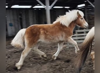 Haflinger, Hengst, 1 Jahr, Fuchs