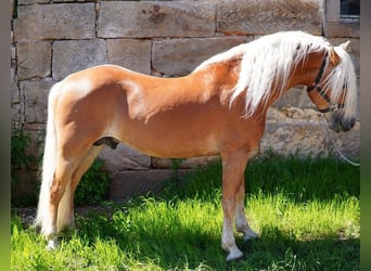 Haflinger, Hengst, 20 Jaar, 149 cm