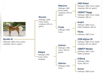 Haflinger, Hengst, 20 Jaar, 149 cm