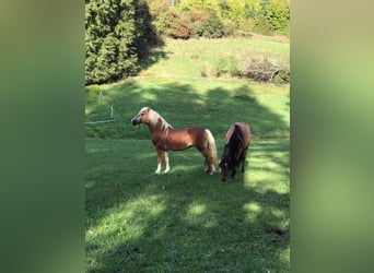 Haflinger, Hengst, 20 Jaar, 149 cm