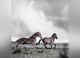 Haflinger, Hengst, 20 Jaar, 149 cm